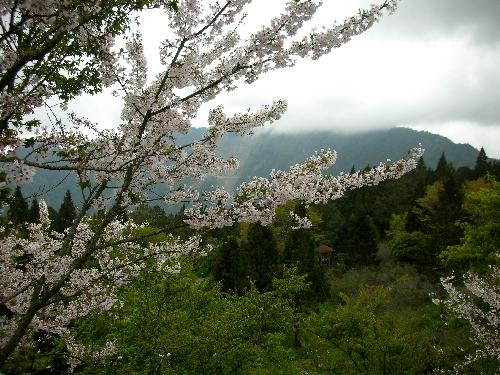 生活情報.tw-阿里山櫻花季