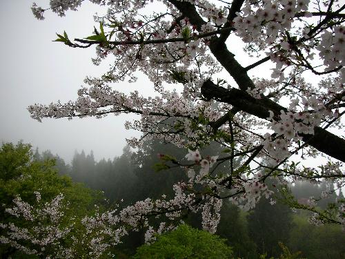 生活情報.tw-阿里山櫻花季