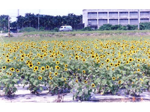 生活情報.tw-集集向日葵休閒花園