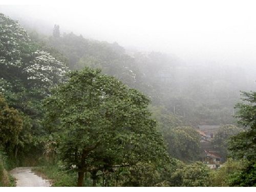 生活情報.tw-鳴鳳山古道