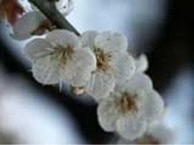 玉山東埔(風櫃斗) 玉山東埔(風櫃斗)