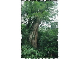 中國歷代神木園區 中國歷代神木園區