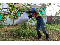 實踐循環經濟 東勢區清潔隊化落葉為有機肥