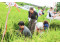 美國舊金山大學參訪團踏入嘉義田間，翁章梁