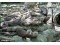 動物園歲修期間保育員洗水池給動物們跳