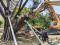 北市府搶救老樹福林公園受保護樹木站起來