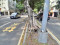 重慶南路榕樹感染褐根病無預警傾斜公園處緊