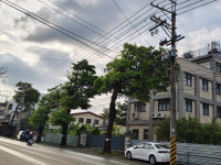 黑板樹病株、浮根掀磚藏危機！ 中市建設局明啟動石岡豐勢路樹換