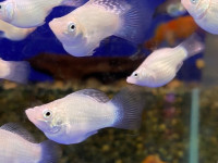 屏東金牌觀賞魚驚艷登場 暑期最強親子生態展演在屏東農業物產館