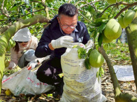 高雄青年農民北上麻豆救災 烈日下撿果助重建 農婦落淚：不再孤