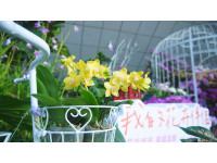 高雄捷運中央公園化身花藝綠洲！「我的花卉伴侶」開展 台灣蘭花