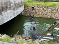 屏東2公園鴨鵝數量過多  縣府呼籲：別讓城市成為棄養的庇護所