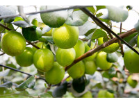 因應ART 周春米：全力穩定縣內畜牧產業 善用優勢農產爭取國