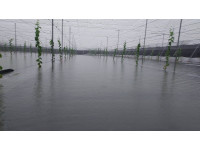 115年8月下旬豪雨災害農損救助金  屏縣部分鄉鎮簡化品項已