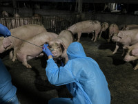 九如未登記養豬場違法餵飼廚餘 重罰43萬元  防堵非洲豬瘟風