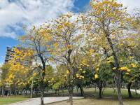 春暖花開正當時 中市建設局櫻花、風鈴木賞花攻略地圖出爐