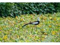 屏東之光！海豐濕地榮獲114年度中央環境教育評鑑佳績 濕地保