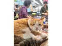 愛的一甲子，只為再相逢！80歲趙媽媽與「家人們」的守護約定