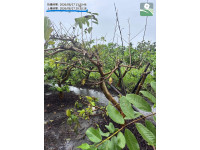 115年8月下旬豪雨災害農損現金救助  縣府呼籲各公所加速完