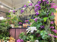 母親節檔期花卉生活美學展  賞花購花傳遞感恩