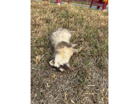 春日再現狂犬病鼬獾，屏東今年首例