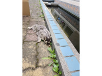 春日鄉死亡鼬獾驗出狂犬病  防疫所呼籲民眾遵守「二不一要」