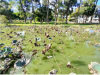 大湖公園荷花池放水清理移除外來種、修復湖岸