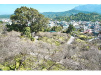 梅山公園梅花綻放嘉義縣邀遊客一同追「平地雪景」