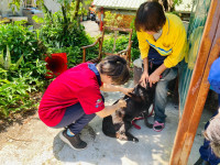 飼主看緊荷包！北市動保處：未為犬貓每年注射狂犬病疫苗可裁罰3