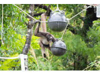 另類塑膠湯圓？海廢浮球變玩具！臺北市立動物園與海洋保育署攜手