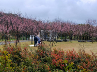 陽明山3月賞花！櫻花、水仙正盛開