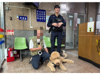 靈犬『百威』現蹤迪化老街　大同帥警攜犬尋親