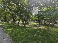 行道樹、公園傾倒樹木清理完成恢復市容