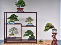 雙十佳節限定！士林官邸展出百年漢風盆景
