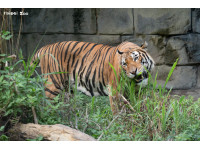 馬來虎「Arhaa」現蹤熱雨區呆萌虎適應力滿分