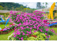 45萬人次認證!菊展倒數計時欲看從速200盆展後花卉12/1