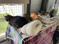 臺北市動物之家因應冷氣團已啟動防寒措施並自即（8）日起加碼認