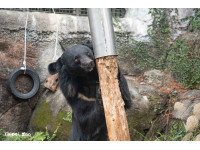 行為豐富化「黑熊晃晃柱」設施為黑熊增添探索趣味