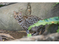 響應全球「ReversetheRed」臺北市立動物園攜手臺灣