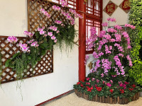 蝴氣滿亭金桔迎祥士林官邸春節花卉展與你一同迎新春