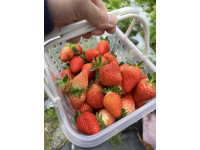 內湖草莓園邀您來趟「莓」好採果趣！