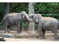 熱帶雨林區預告更新大翻修亞洲象「友愷」、「友信」將於3月下旬