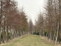 走春來太康幸福加馬享健康