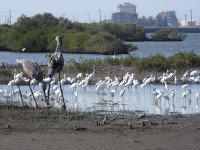 縣府推動口湖濕地標章認證　攜手產業守護生態環境