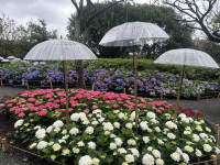 台北杜鵑花季揭幕拾花號A’rk領航春城飛花！