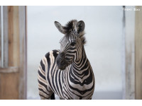 馬年搬馬頑皮世界查普曼斑馬報到