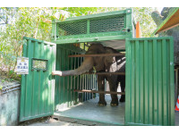 動物園搬遷四十周年亞洲象搬遷再度上演