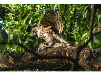 鳳頭蒼鷹認證榮星花園繳出大自然成績單