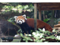 小貓熊「樂樂」、「甜甜」溫帶動物區可愛亮相動物訓練無縫接軌