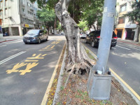 重慶南路榕樹感染褐根病無預警傾斜公園處緊急邀專家現場確認依建